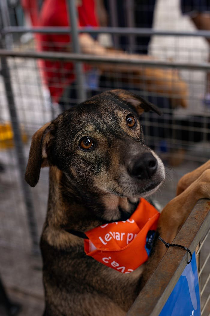 A friendly dog awaits adoption at an animal shelter, wearing a bright orange bandana to attract potential adopters.