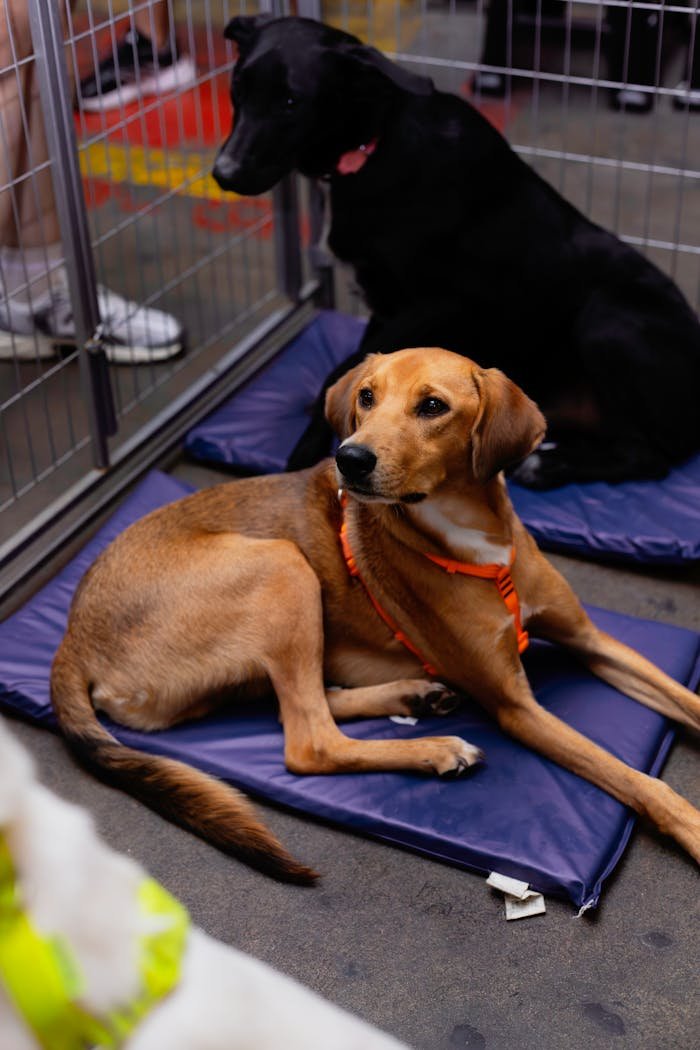 Two mixed-breed dogs resting on mats at a Belo Horizonte animal shelter.